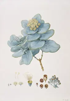 Malvidae: Eucalyptus pruinosa, silver-leaved box