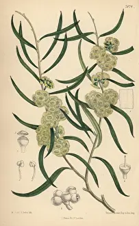Hand Coloured: Eucalyptus stricta, native of New South Wales, Australia