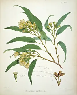 Eucalyptus: Eucalyptus urnigera, eucalyptus
