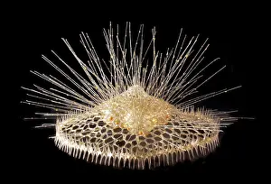 Rhizaria: Eucecryphalus schultzei, radiolarian