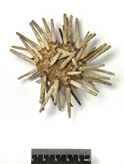 Echinoderm: Eucidaris tribuloides, sea urchin