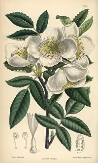 Hand Coloured: Eucryphia pinnatifolia, white flowered shrub native to Chile