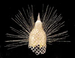 Protozoan: Eucyrtidium cranoides, radiolarian