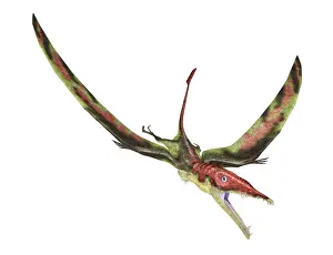 Crowing: Eudimorphodon flying prehistoric reptile