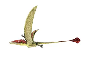 Wingspan: Eudimorphodon flying prehistoric reptile