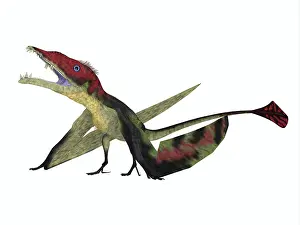 Ladinian: Eudimorphodon flying reptile