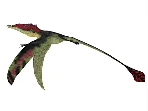 Ladinian: Eudimorphodon, side profile
