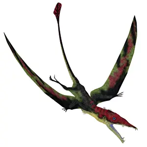 Menacing: Eudimorphodon pterosaur flying