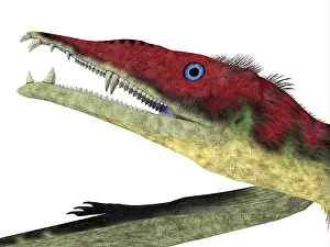Menacing: Eudimorphodon pterosaur head