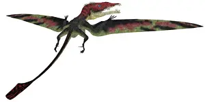 Eudimorphodon: Eudimorphodon was a pterosaur that lived during the ?