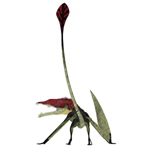Menacing: Eudimorphodon pterosaur, rear view