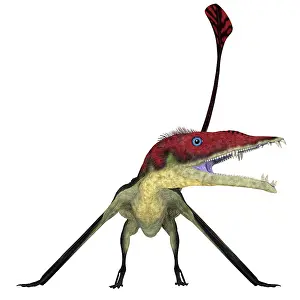 Menacing: Eudimorphodon pterosaur, front view