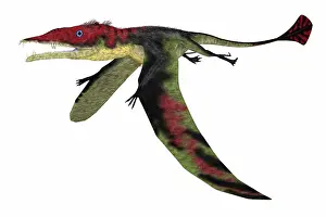 Pterodactylus: Eudimorphodon pterosaur, side view on white background