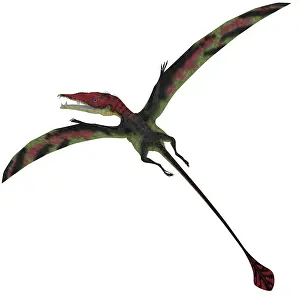 Wingspan: Eudimorphodon, a pterosuar from the Late Triassic Period