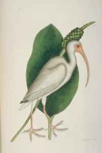Threskiornithidae: Eudocimus albus, white ibis