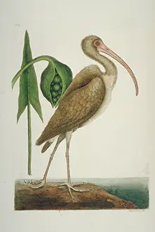 Threskiornithidae: Eudocimus albus, white ibis