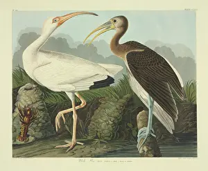 Threskiornithidae: Eudocimus albus, white ibis