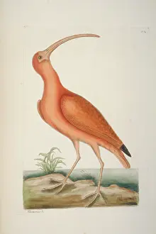 Threskiornithidae: Eudocimus ruber, scarlet ibis