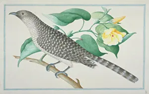 Gideon: Eudynamys scolopaceus, common koel