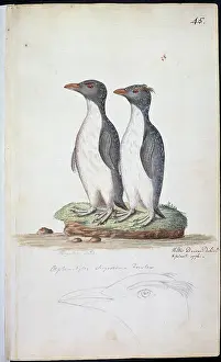 Brow: Eudyptes chrysocome, rockhopper penguin