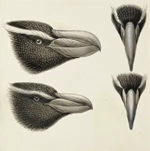 Brow: Eudyptes robustus, snares penguin, E. pachyrhynchus, Fiordla