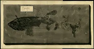 Dinkel: Eugnathus chirotes Agassiz