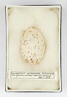 Ornithological: Eulabeornis castaneoventris egg