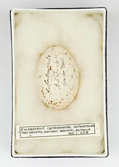 Ornithological: Eulabeornis castaneoventris egg