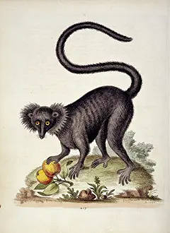Eulemur: Eulemur macaco, black lemur