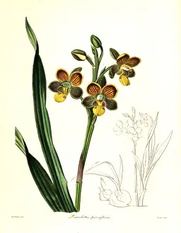 Nevitt: Eulophia parviflora orchid