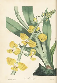 Nurseryman: Eulophia speciosa orchid