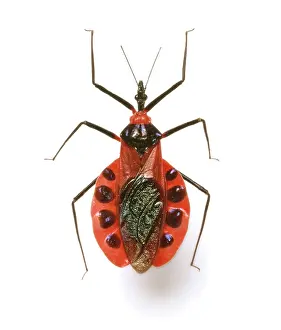 Reduviidae: Eulyes illustris, assassin bug