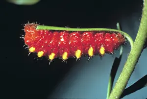 Atala: Eumaeus atala, atala butterfly caterpillar