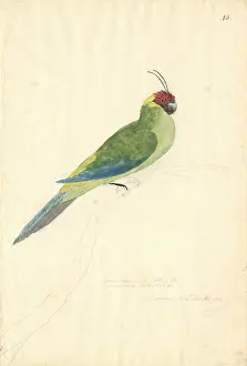 Cornutus: Eunymphicus cornutus, horned parakeet