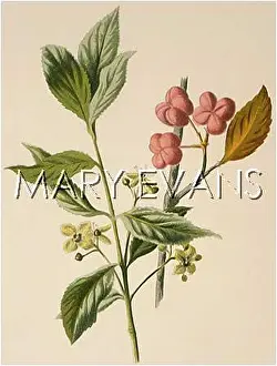 Euonymus: EUONYMUS EUROPAEUS