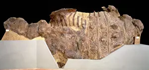 Scolosaurus: Euoplocephalus