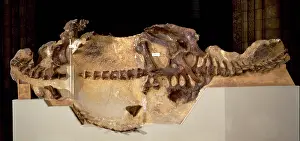 Scolosaurus: Euoplocephalus