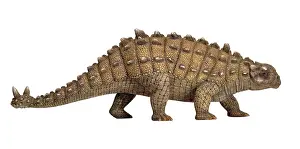 Scolosaurus: Euoplocephalus