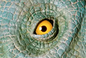 Scolosaurus: Euoplocephalus