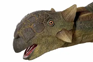 Scolosaurus: Euoplocephalus