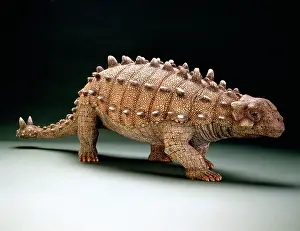 Scolosaurus: Euoplocephalus