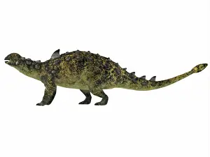 Euoplocephalus: Euoplocephalus armored dinosaur