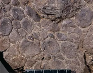 Scolosaurus: Euoplocephalus cutleri
