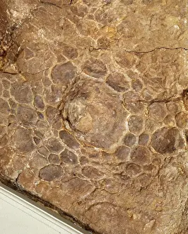 Scolosaurus: Euoplocephalus cutleri