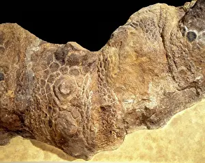 Scolosaurus: Euoplocephalus cutleri