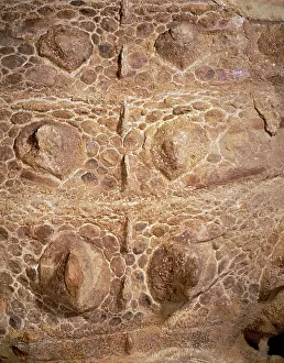 Scolosaurus: Euoplocephalus cutleri