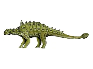Thagomizer: Euoplocephalus dinosaur