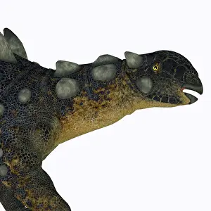 Thyreophora: Euoplocephalus dinosaur head, side view
