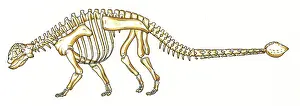 Scolosaurus: Euoplocephalus skeleton