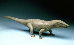Euparkeria: Euparkeria